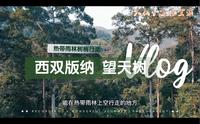 云南西双版纳必打卡地之一，望天树，换个角度看世界，热带雨林与你肩并肩