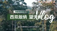 云南西双版纳必打卡地之一，望天树，换个角度看世界，热带雨林与你肩并肩