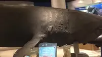 青岛海洋博物馆：生生解说带大家去看看海洋的各种生物标本