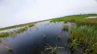 酒泉祁连苇海大景区