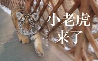 包头新晋网红之劳动公园小东北虎—可以摸的金渐层哦（上集）