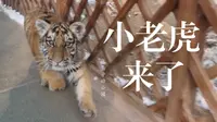 包头新晋网红之劳动公园小东北虎—可以摸的金渐层哦（上集）