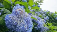 浙江温州泰顺赏绣球花的好去处——筱村公社，空气清新，满山的绣球花！