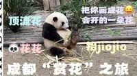 成都大熊猫基地的“赏花”之旅：顶流花花太可爱啦！
