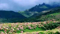 654025A03新源伊犁植物园（野苹果花林）4月下旬5月初