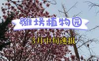 潍坊植物园可以赏花啦！这么多花都可以看了，但还有一种花没开