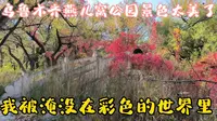 乌鲁木齐燕儿窝风景区太美了，徜徉在秋天的景色里，被五彩缤纷淹没