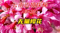 云南边境行，第62站，无量山樱花，大理州南涧县