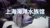 上海海洋水族馆
