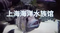 上海海洋水族馆