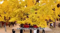 山东省日照市莒县浮来山定林寺4000年银杏树