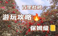 百里杜鹃｜超详细！！保姆级！！观赏百里杜鹃必看攻略！！第一期