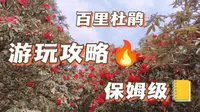 百里杜鹃｜超详细！！保姆级！！观赏百里杜鹃必看攻略！！第一期