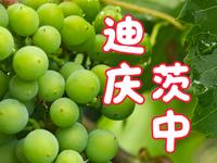 迪庆茨中