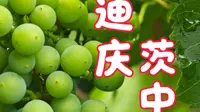迪庆茨中