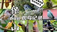 五月到百花岭小环线及村庄邂逅小鸟们