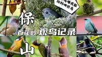 五月到百花岭小环线及村庄邂逅小鸟们