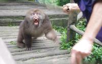 峨眉山“人猴大战”频发，从灵猴沦为“街溜子”，到底是谁的错？