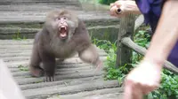 峨眉山“人猴大战”频发，从灵猴沦为“街溜子”，到底是谁的错？